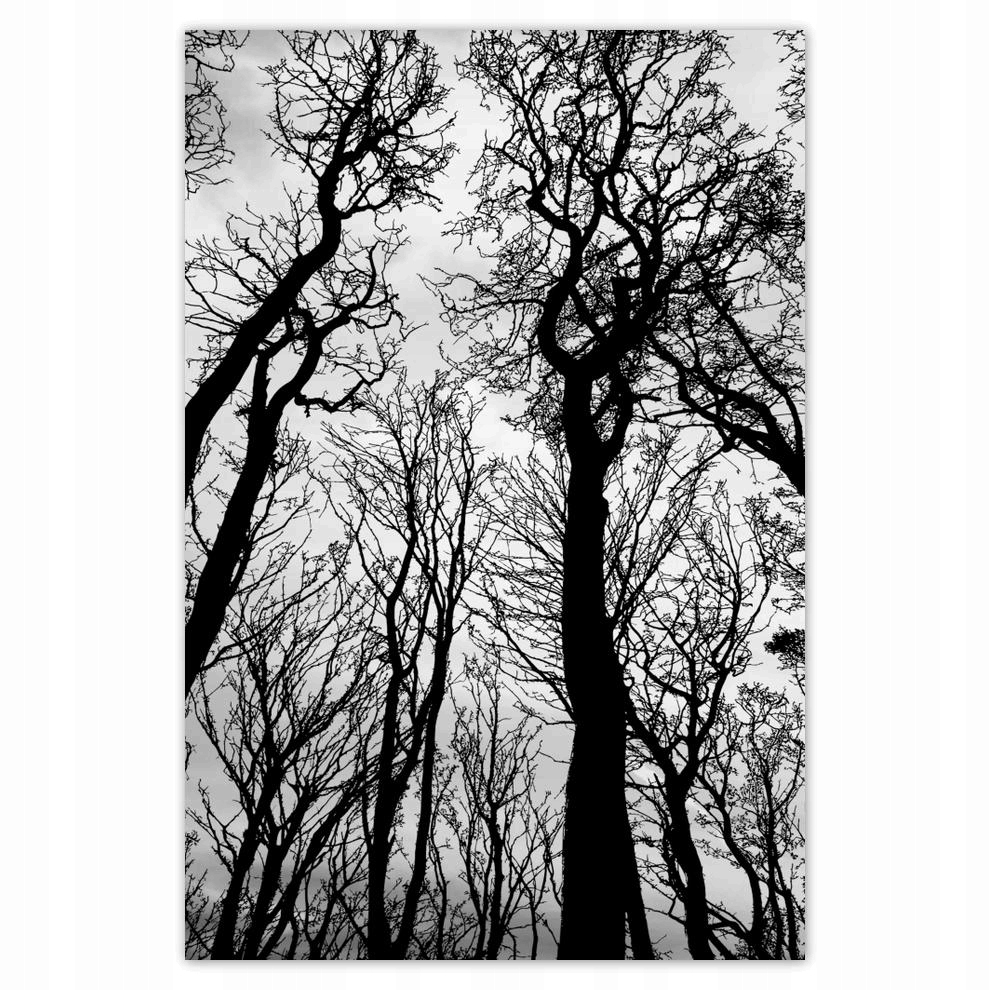 

Plakaty 40x60 Las Drzewa Widok z dołu