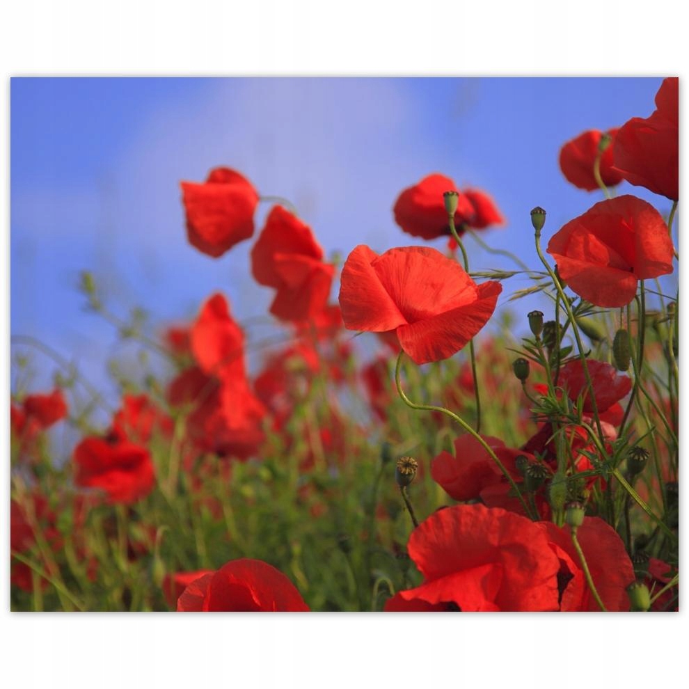 

Plakat 50x40 Maki na tle nieba