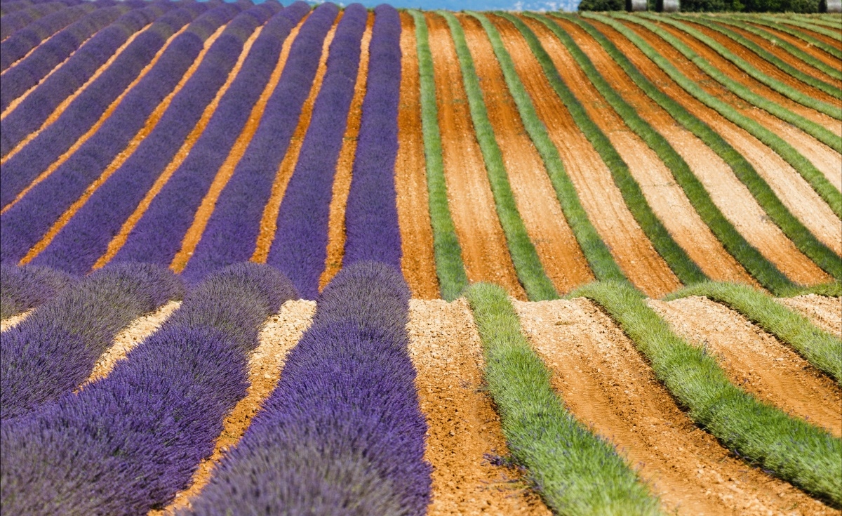 

Tapeta flizelinowa Prowansja Francja 416x254