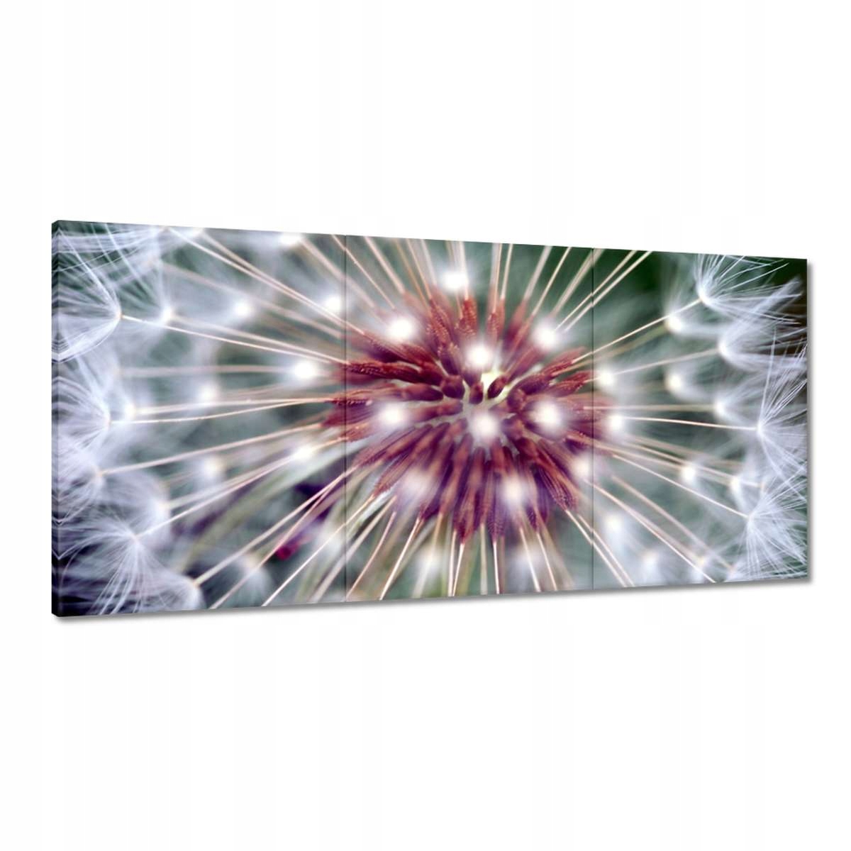 Obrazy 180x90 Púpava Kvet Kvety