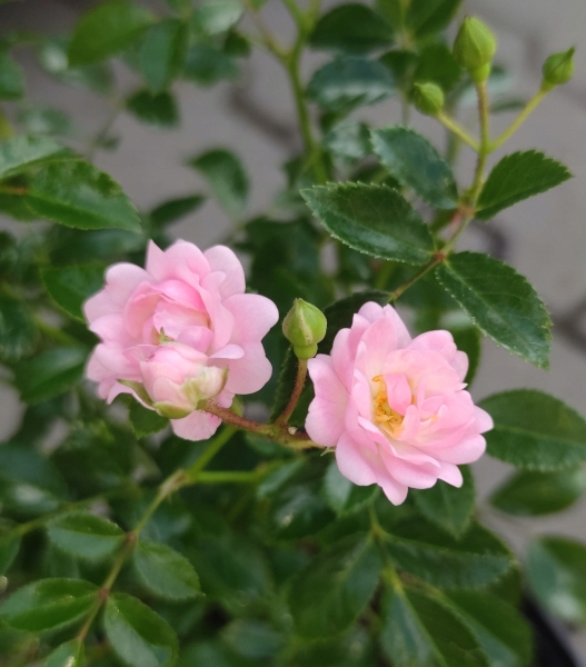 RÓŻA OKRYWOWA THE FAIRY RÓŻOWA SADZONKA P12