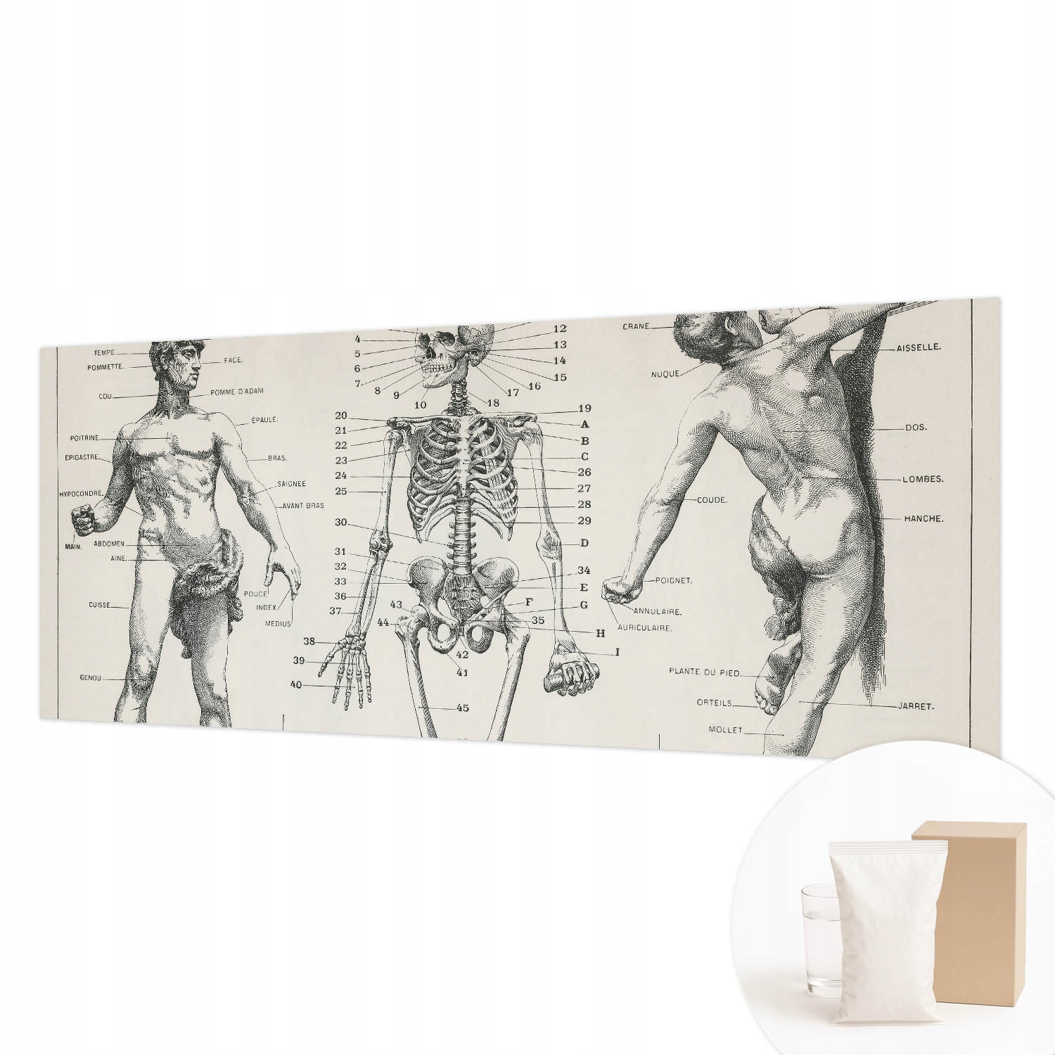Univerzální flizelinová fototapeta lepidlo Klasická anatomie 250x104 cm