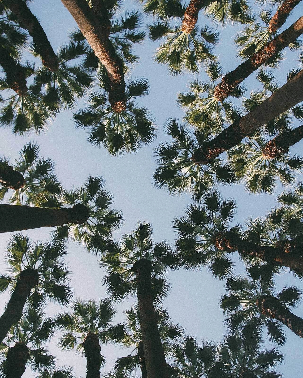 

Palmy na tle nieba plakat na ścianę 40x50 cm