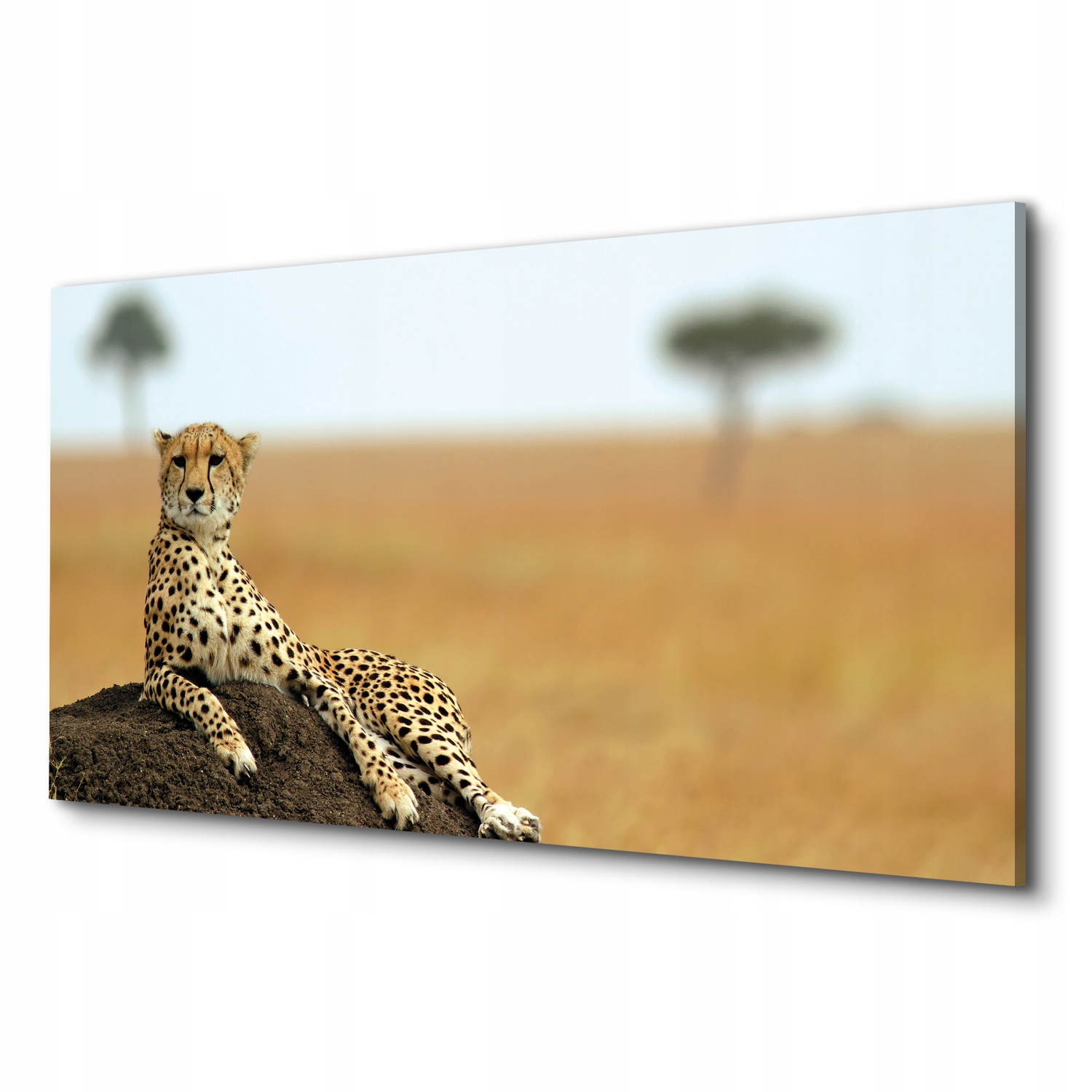 Fotoobraz na plátně do obývacího pokoje Gepard půda 100x50