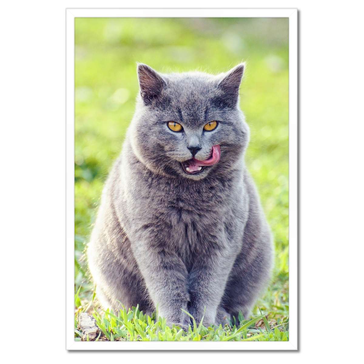 Plakáty v rámu 40x60 Kočička Kočky Kicia