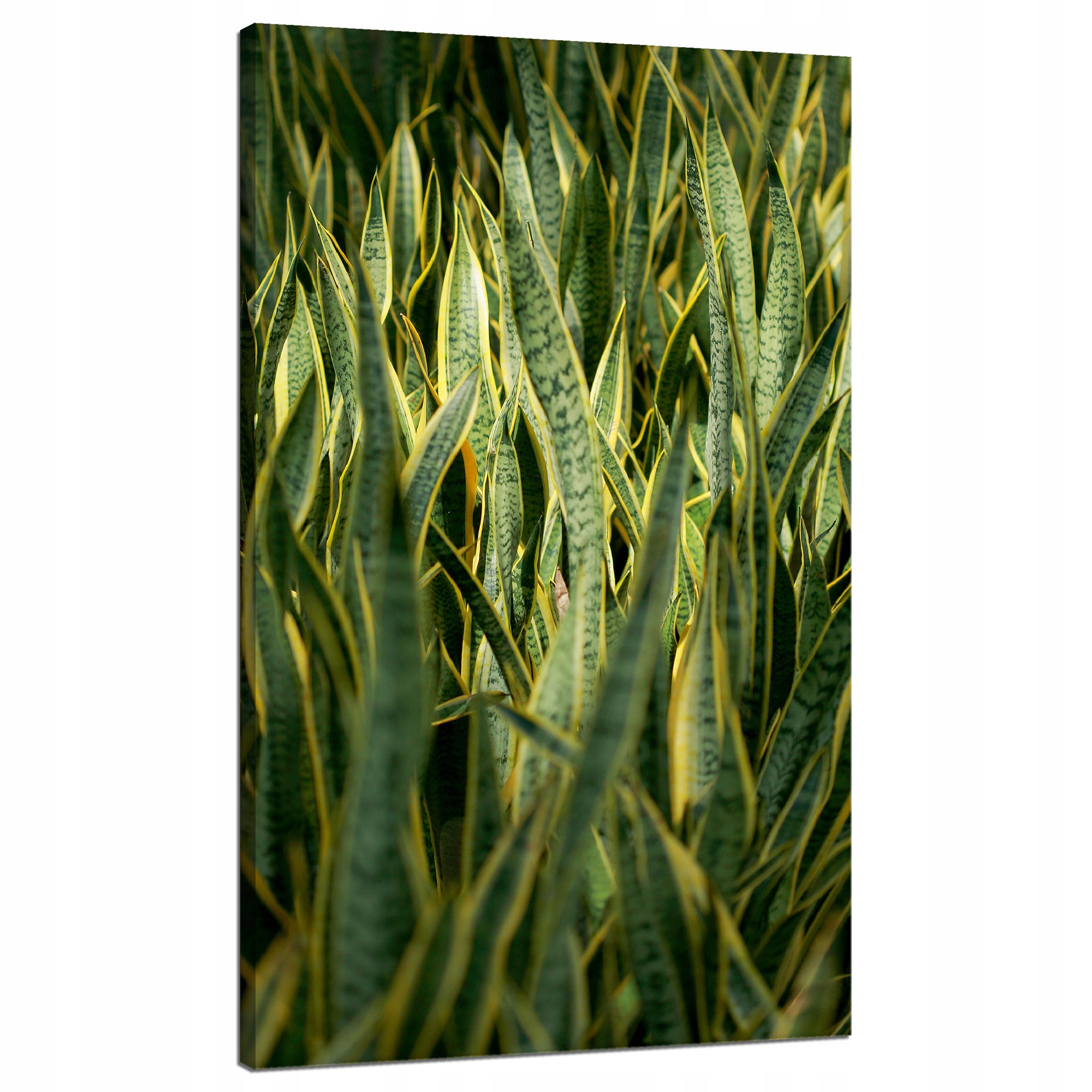 Obraz Canvas Botanika Zelená tráva Louka 70x120 cm