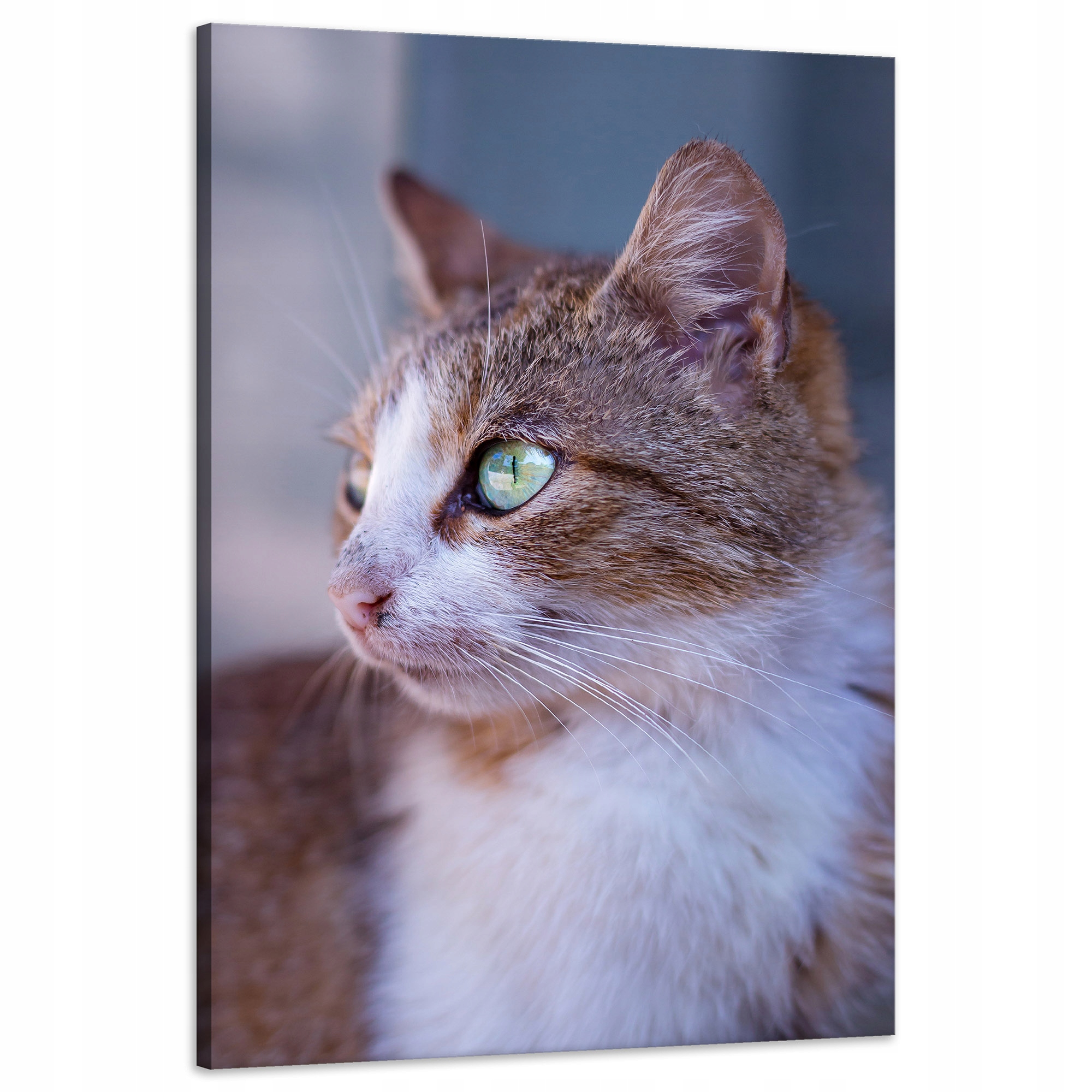 Obraz Canvas Zvířata Rudá Kočička Domácnost 60x90 cm