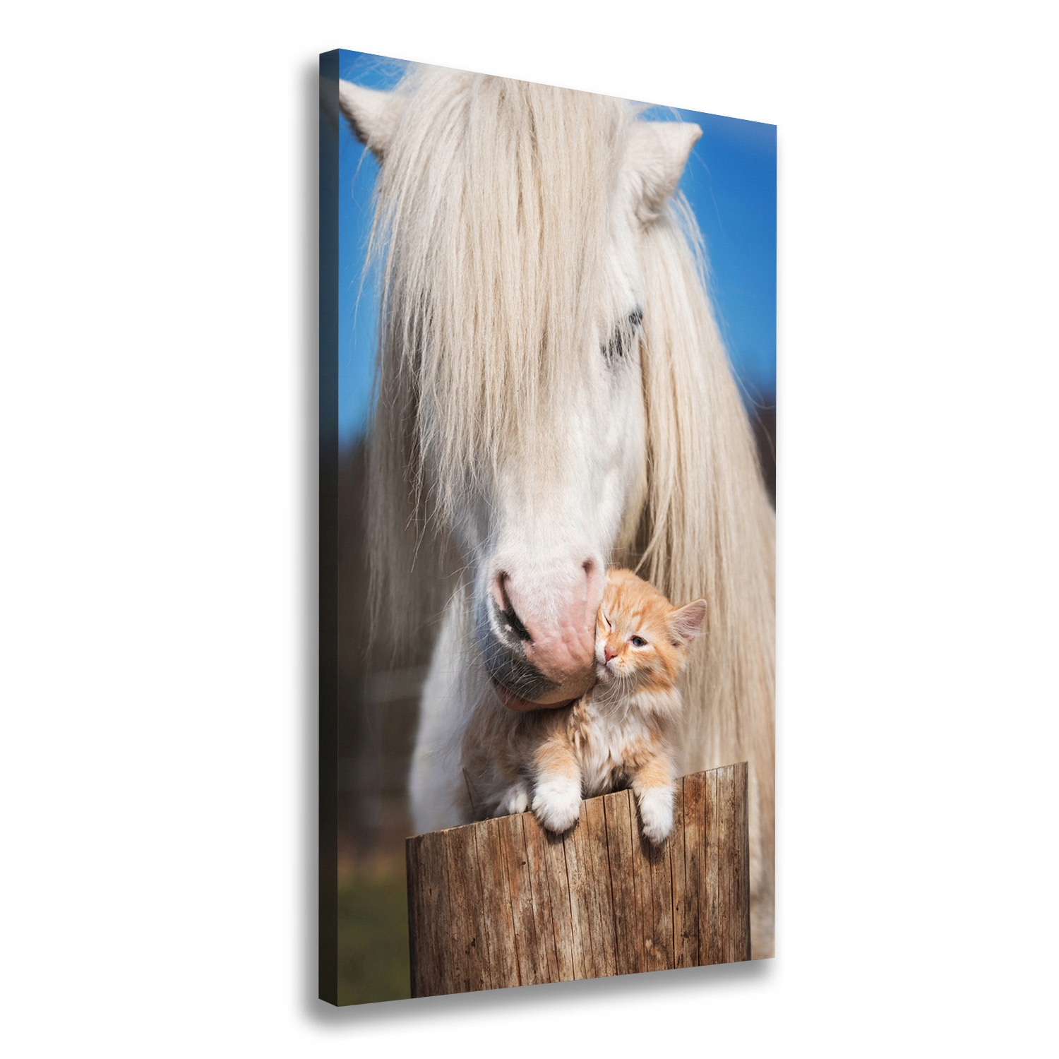 

Foto obraz na płótnie Biały koń z kotem 60x120 cm