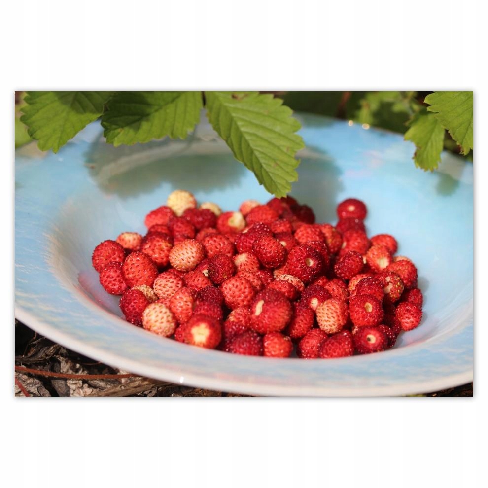 

Plakaty 60x40 Leśne poziomki