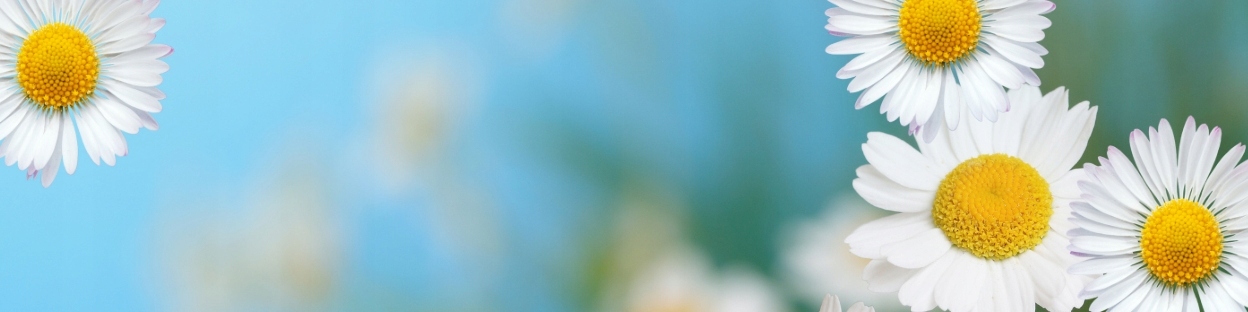 REGINA wytrzymały papier toaletowy 16 rolek Marka Regina