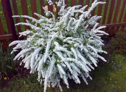 ТАВУЛА ГРЕФСХАЙМ СНЕГ В МАЕ В САДУ