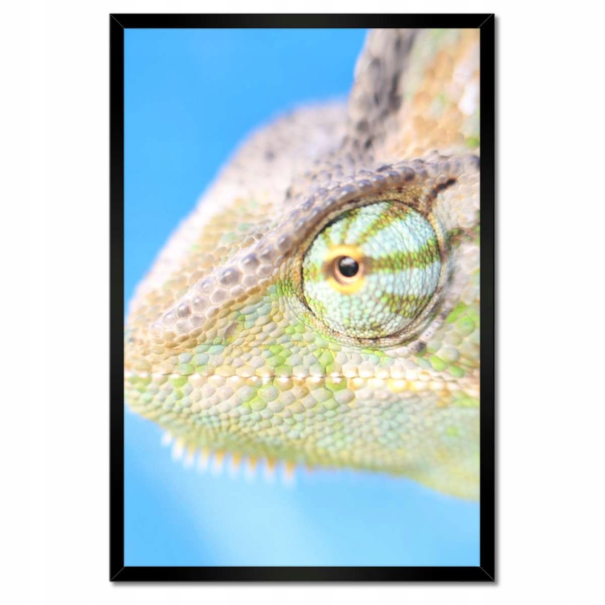 Plakáty v rámu 40x60 Kameleon