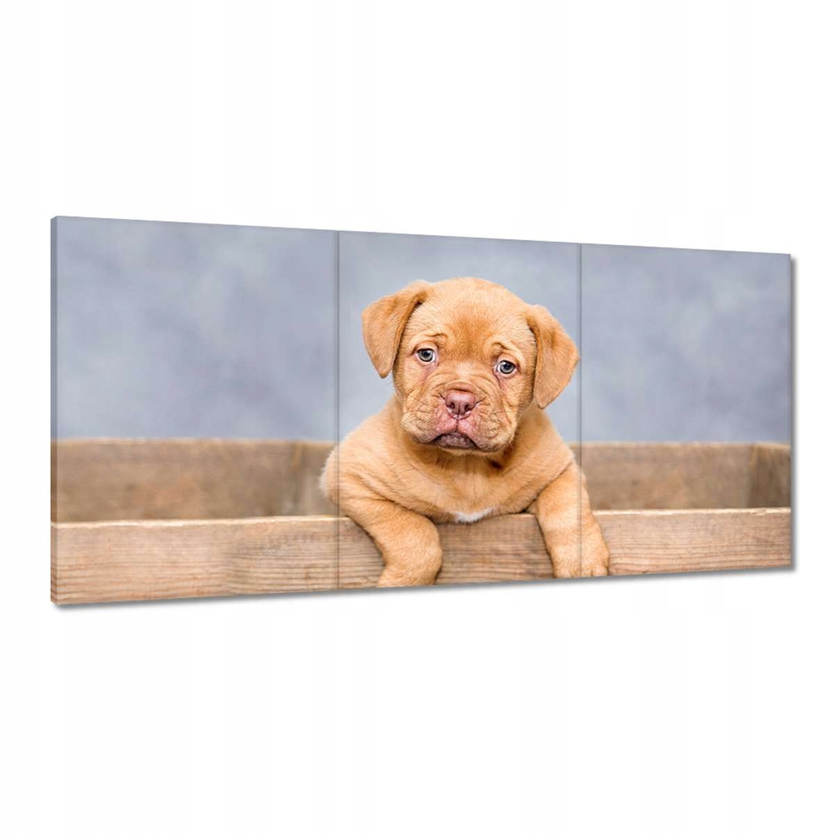 Obrazy 180x90 Šteňa DogueDeBordeaux