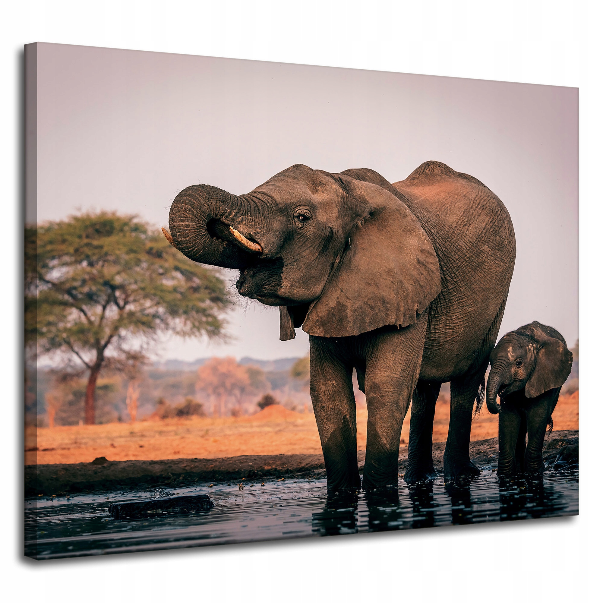 Obraz na plátně Sloni ve vodě Afrika Příroda 100x80 cm