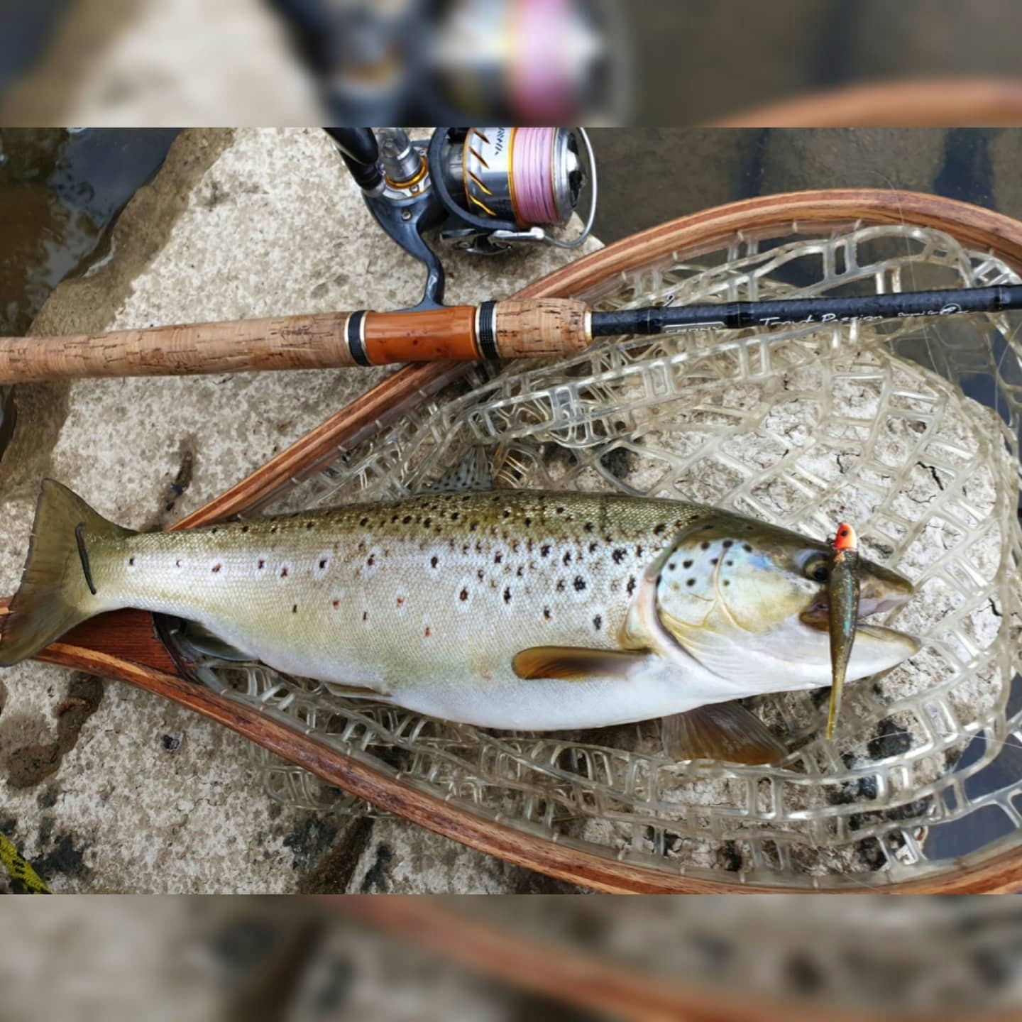 Guma Jaskółka Fish Arrow 4,5 cm killer Pstrąg Okoń Waga 1 g