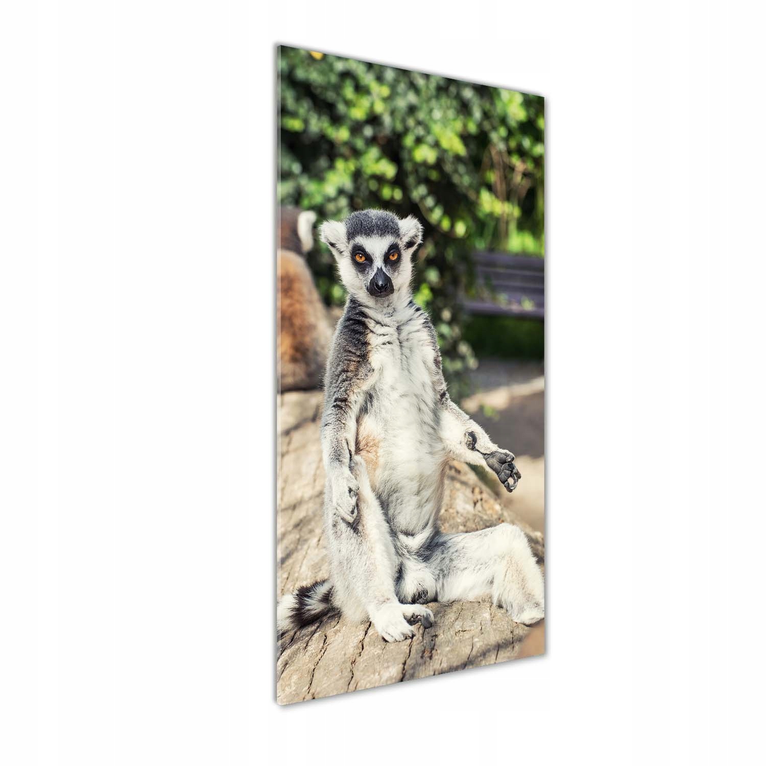 

Fotoobraz szklany na ścianę do salonu Lemur 50x125