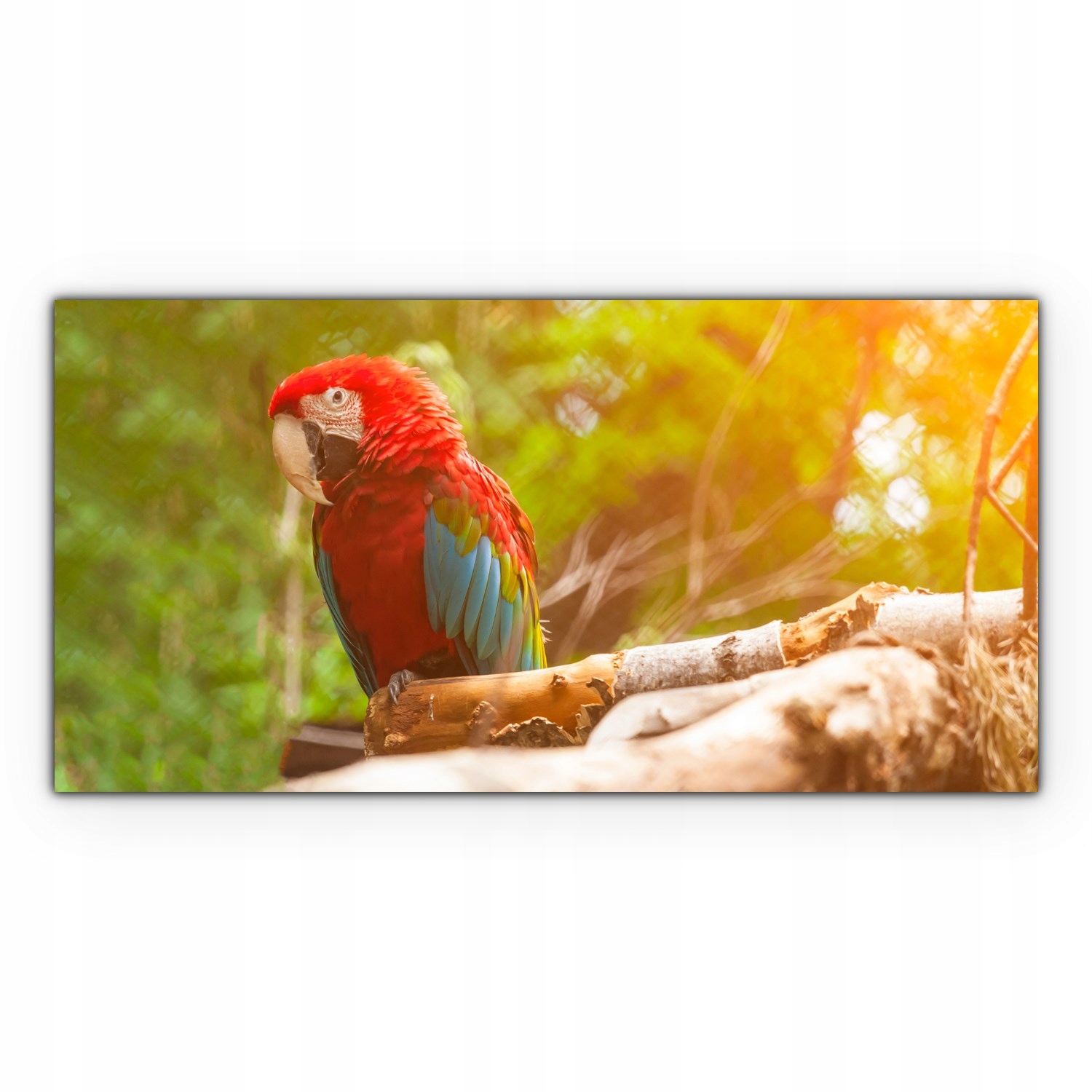 

Obraz na płótnie z foto 120x60 Papuga Tropiki Las