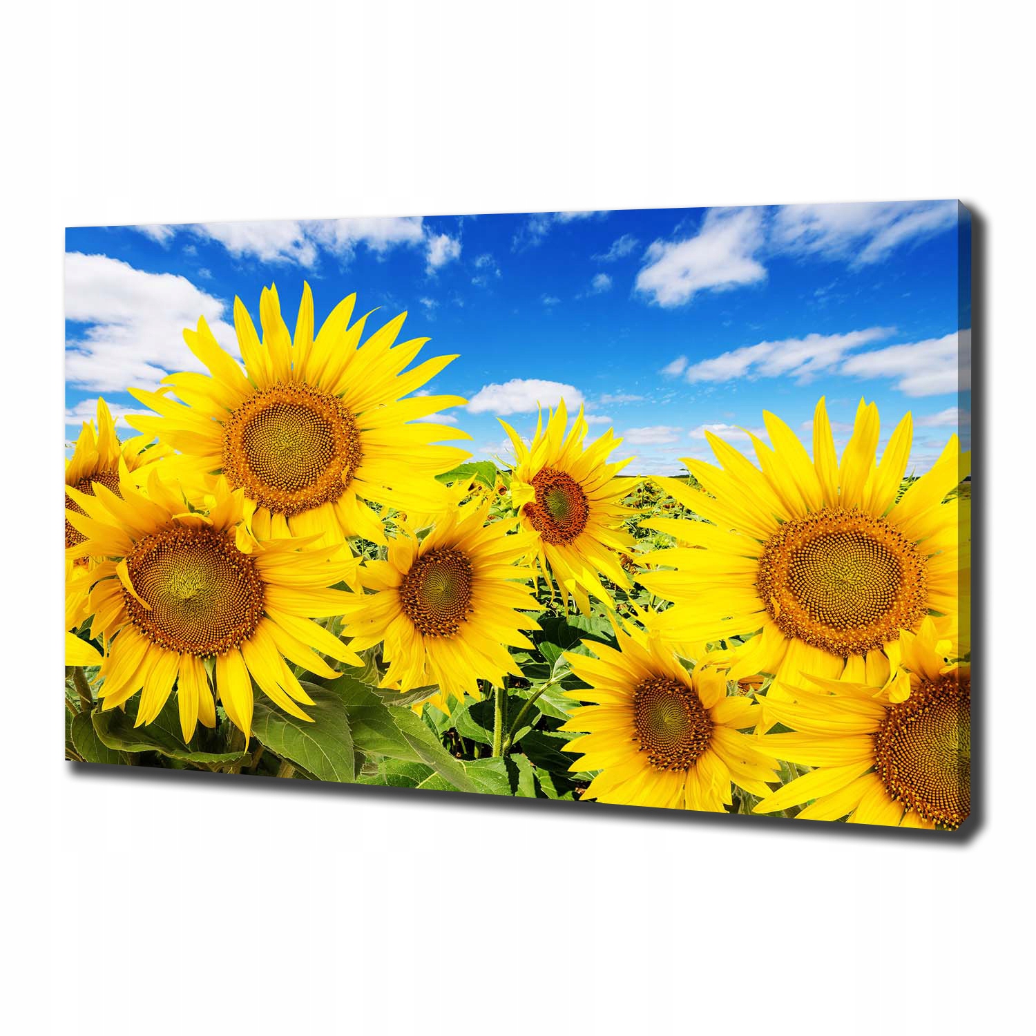 

Foto obraz canvas na ścianę Słoneczniki 100x70 cm