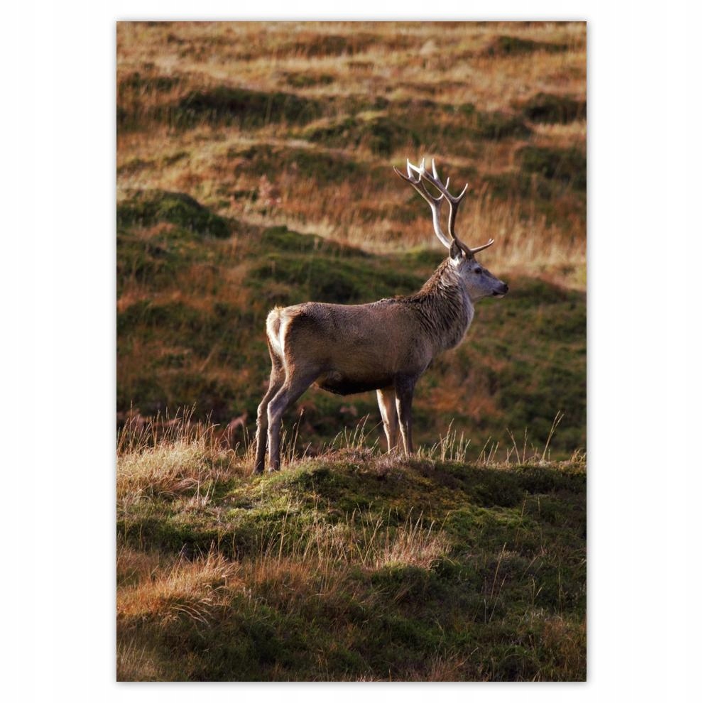 

Plakat 50x70 Jeleń w naturze Łowiectwo