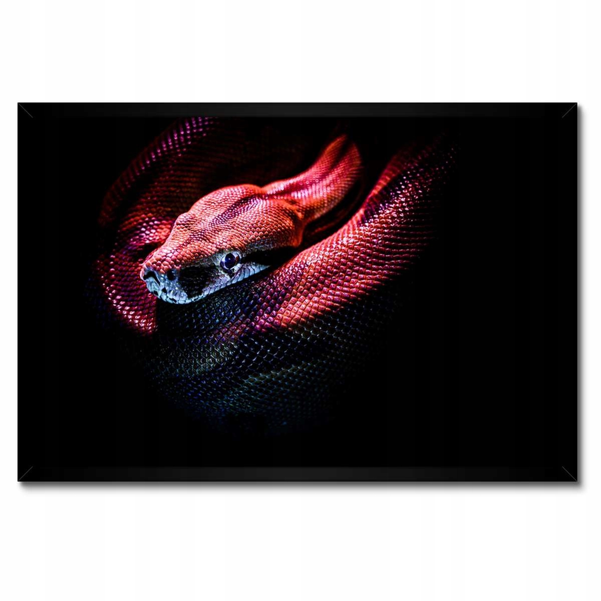Plakáty v rámu 60x40 Červený had