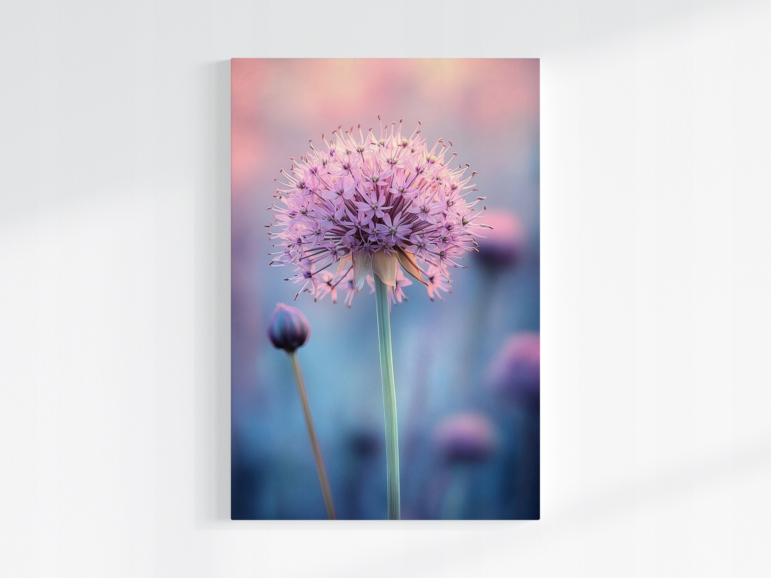 Obraz Na Plátně Canvas Růžový Květ Okrasný Česnek Makro Pastelový 80x120