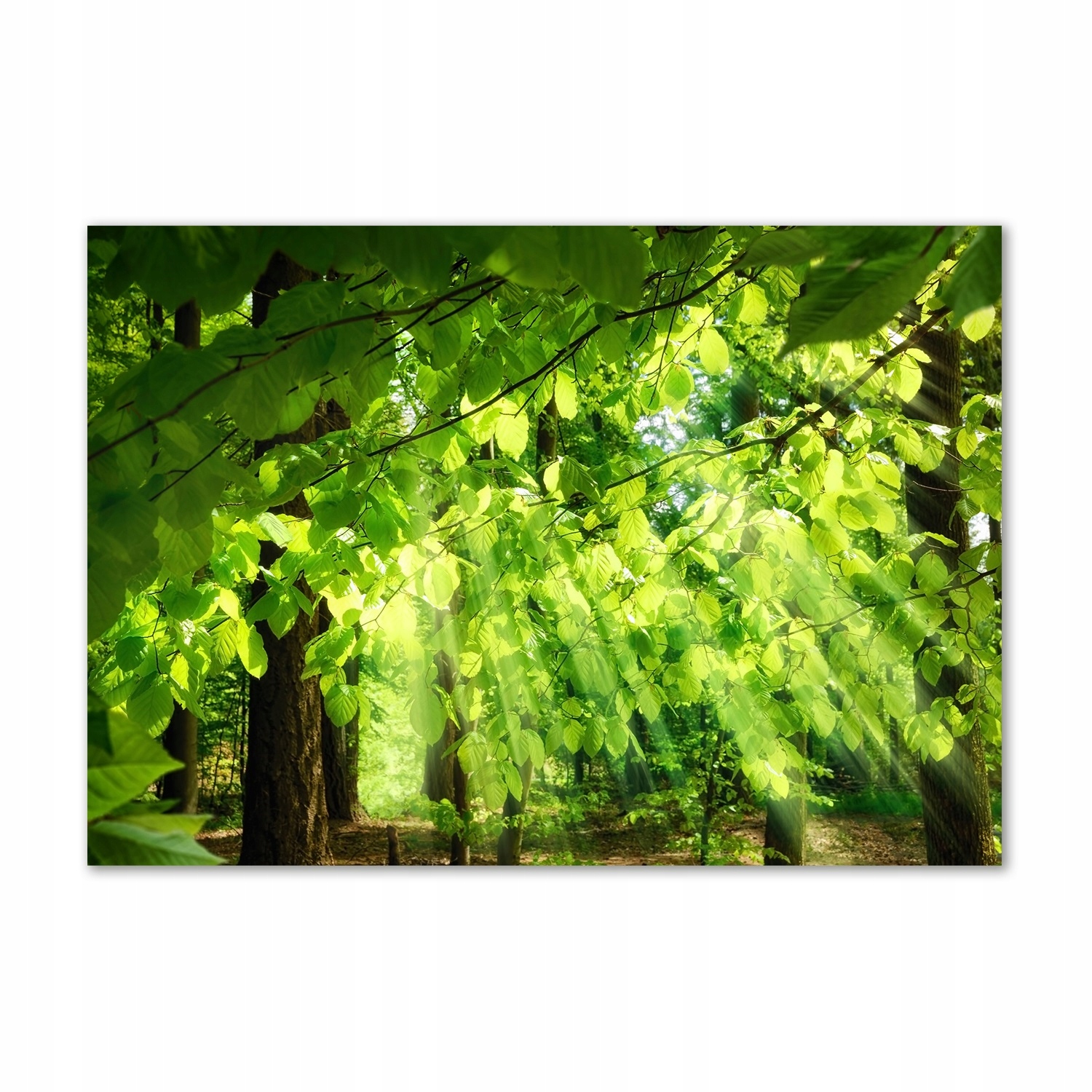 

Foto obraz szkło akrylowe Liście buku 100x70 cm