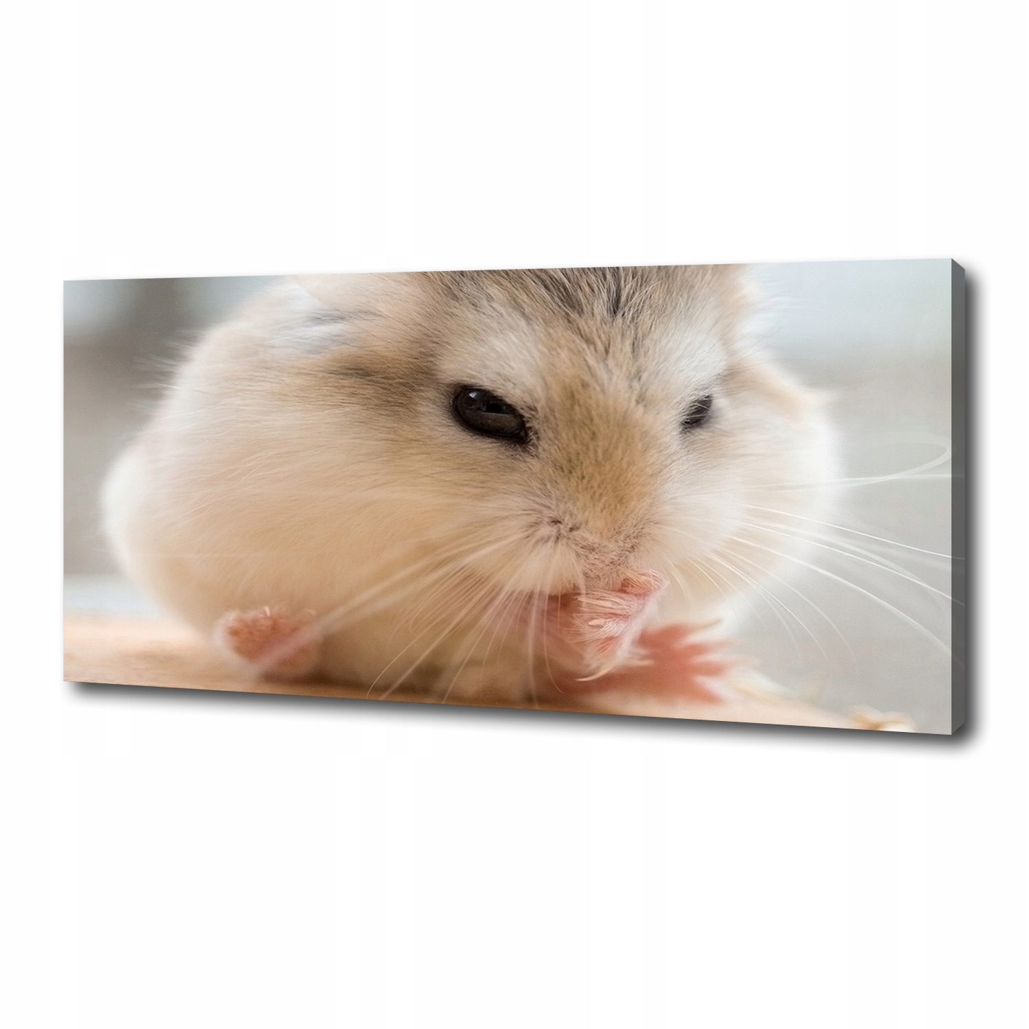 

Foto obraz duży canvas na ścianę Chomik 125x50 cm