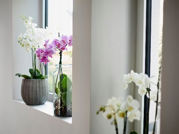 COMPO NAWÓZ ODŻYWKA PŁYN DO STORCZYKÓW ORCHIDEI Rodzaj nawozu wieloskładnikowy