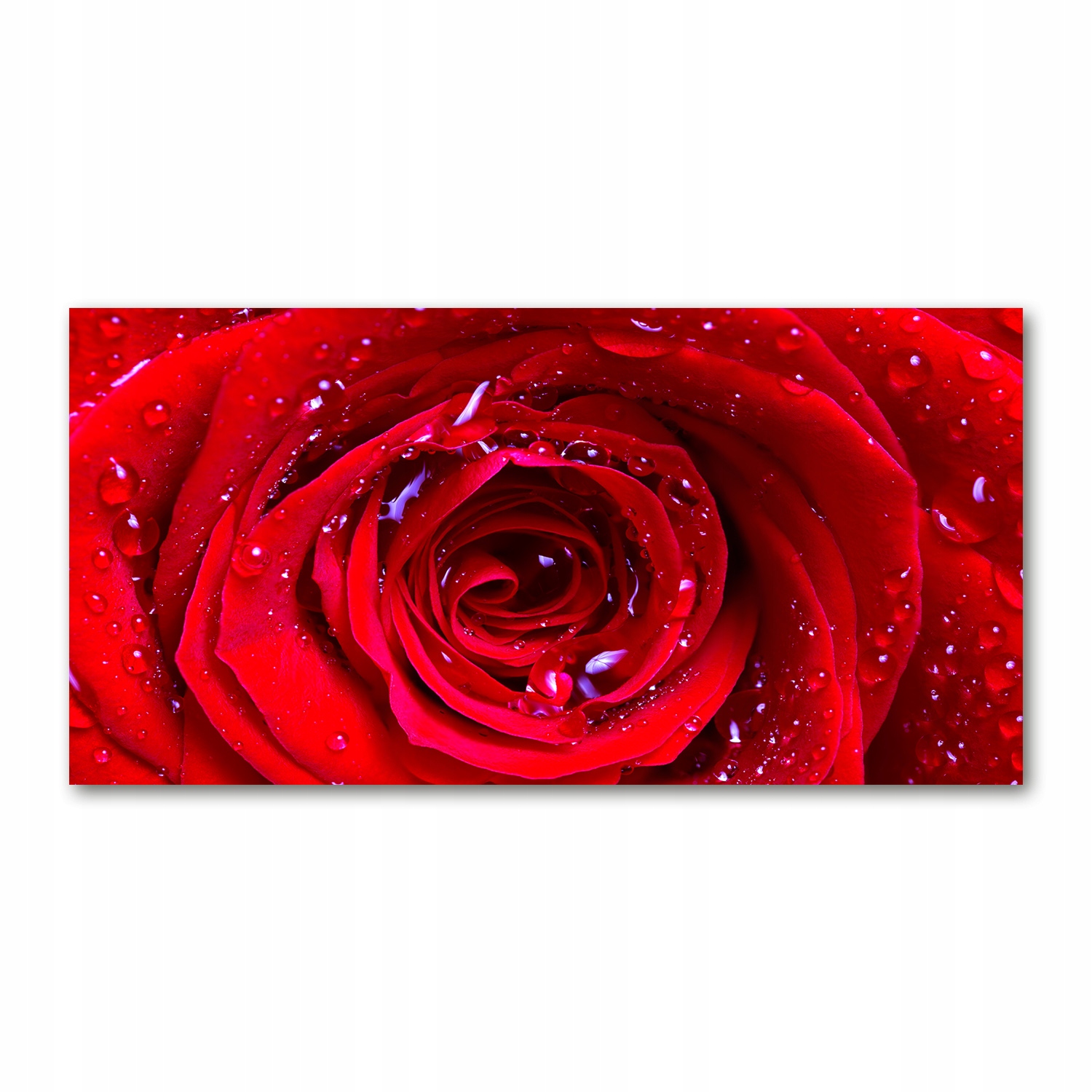 

Foto obraz akryl nowoczesny Kwiat róży 120X60 cm