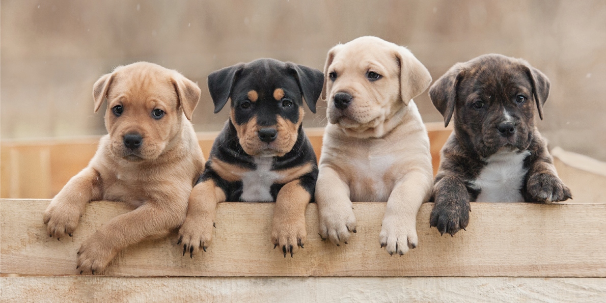 Ręcznik plażowy 70x140 Szczenięta kąpielowy szczeniaczki piesek pies