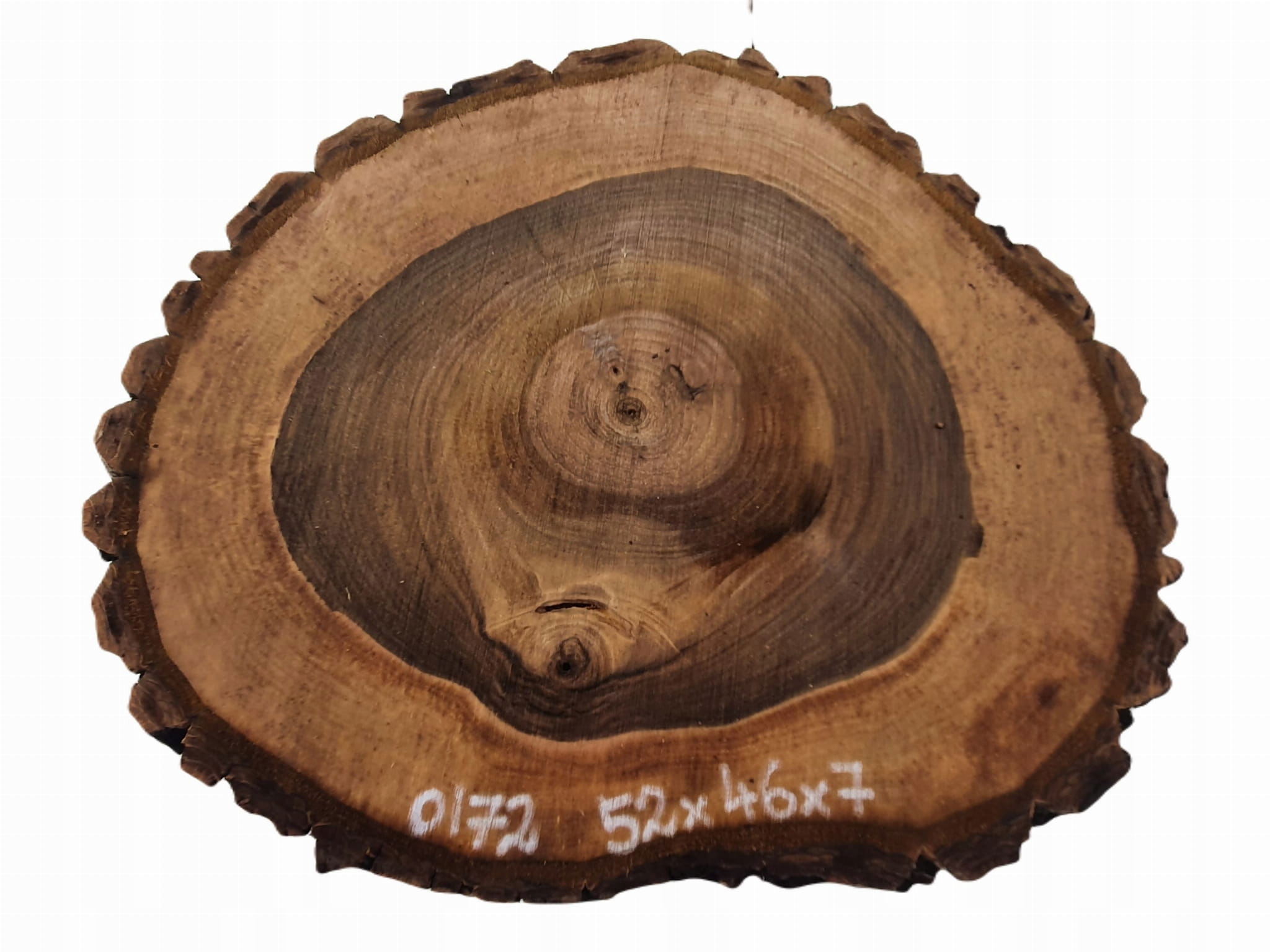 Plaster Orzecha Włoskiego 52x46 cm Różne Rozmiary Długość 57 cm