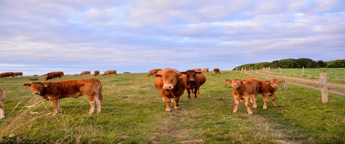 

Fototapeta Flizelinowa Krowy 250x104