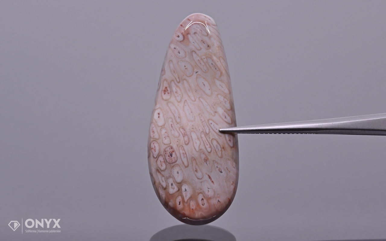 Zkamenělá dlaň konvexní nepravidelná dlažba 40,5x17,5 mm