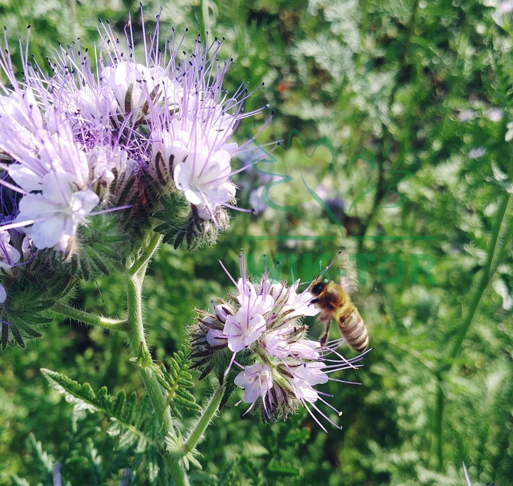 Facelia Błękitna Stala 5kg nasiona C1 Poplon