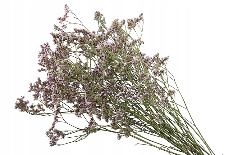 Limonium ZATRWIAN NATURALNY BLADOWRZOSOWY suszki Kolor różowy