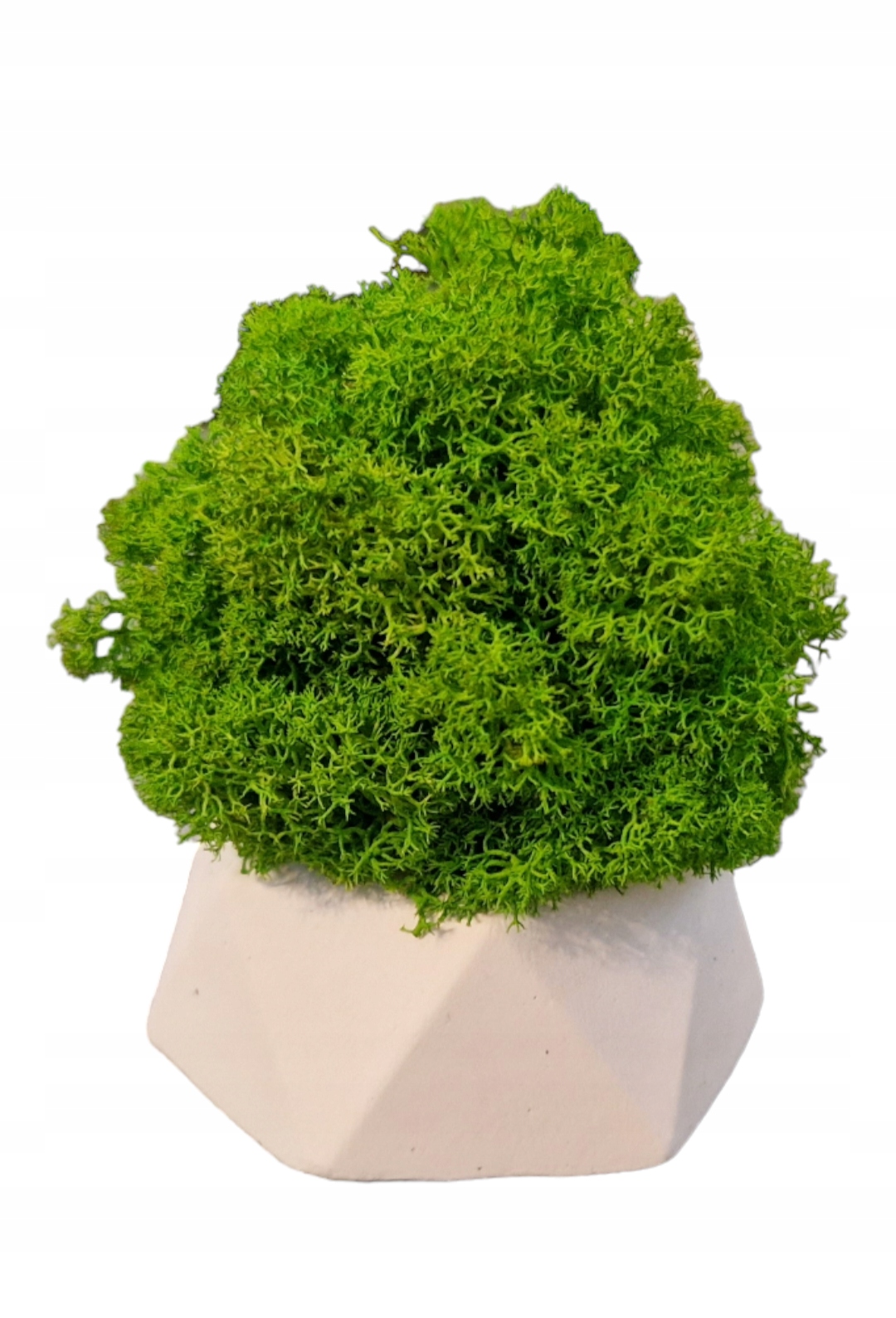 Zestaw Prezentowy Chrobotkowy las Marka inna