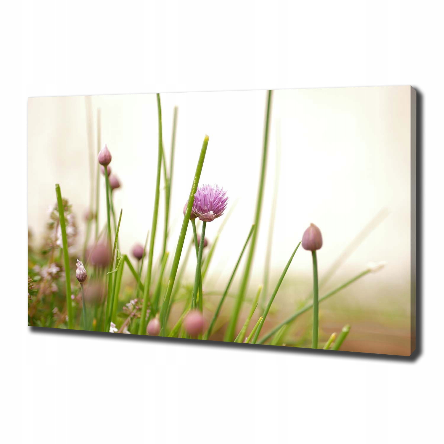 

Foto obraz canvas na ścianę Szczypiorek 100x70 cm