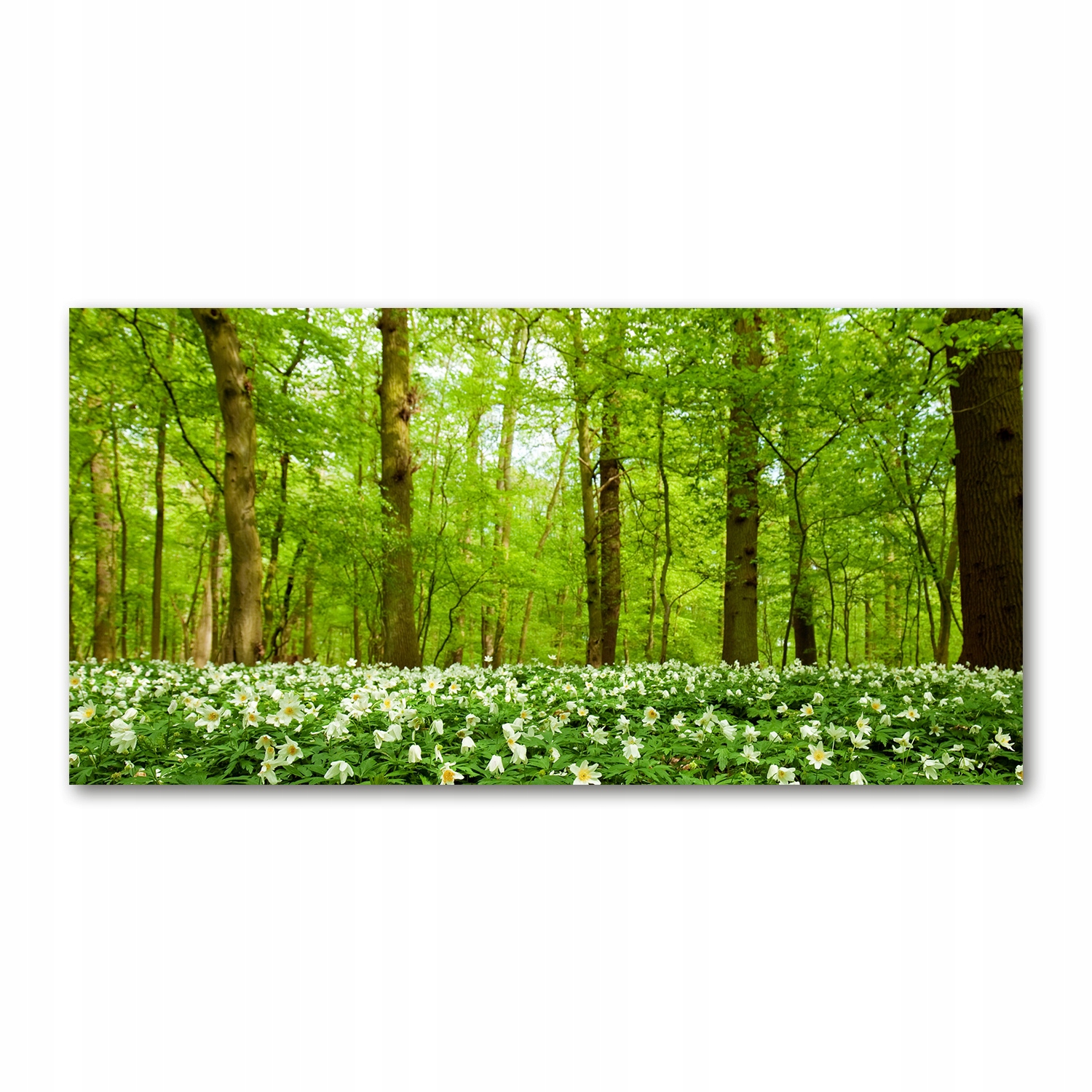

Foto-obraz akryl Kwiaty w lesie zdjęcie 140x70 cm
