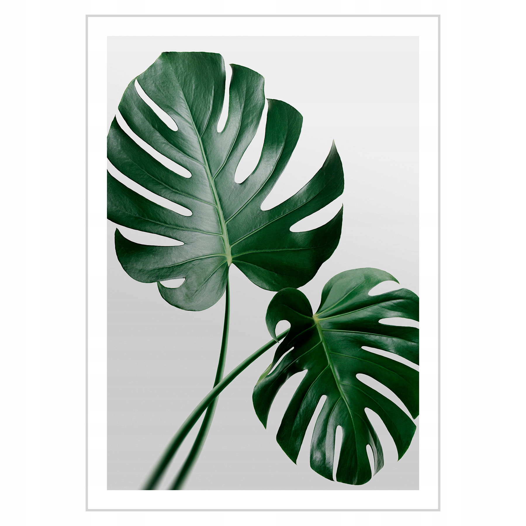 

Plakat 50x70 Monstera