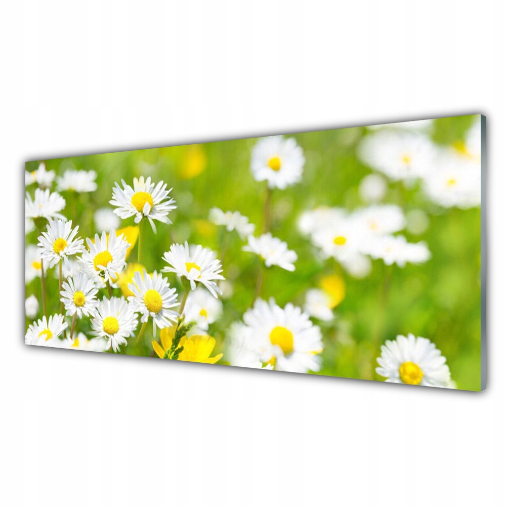 Závěsný fotoobraz 125x50 Sedmikráska Květina Rostlina