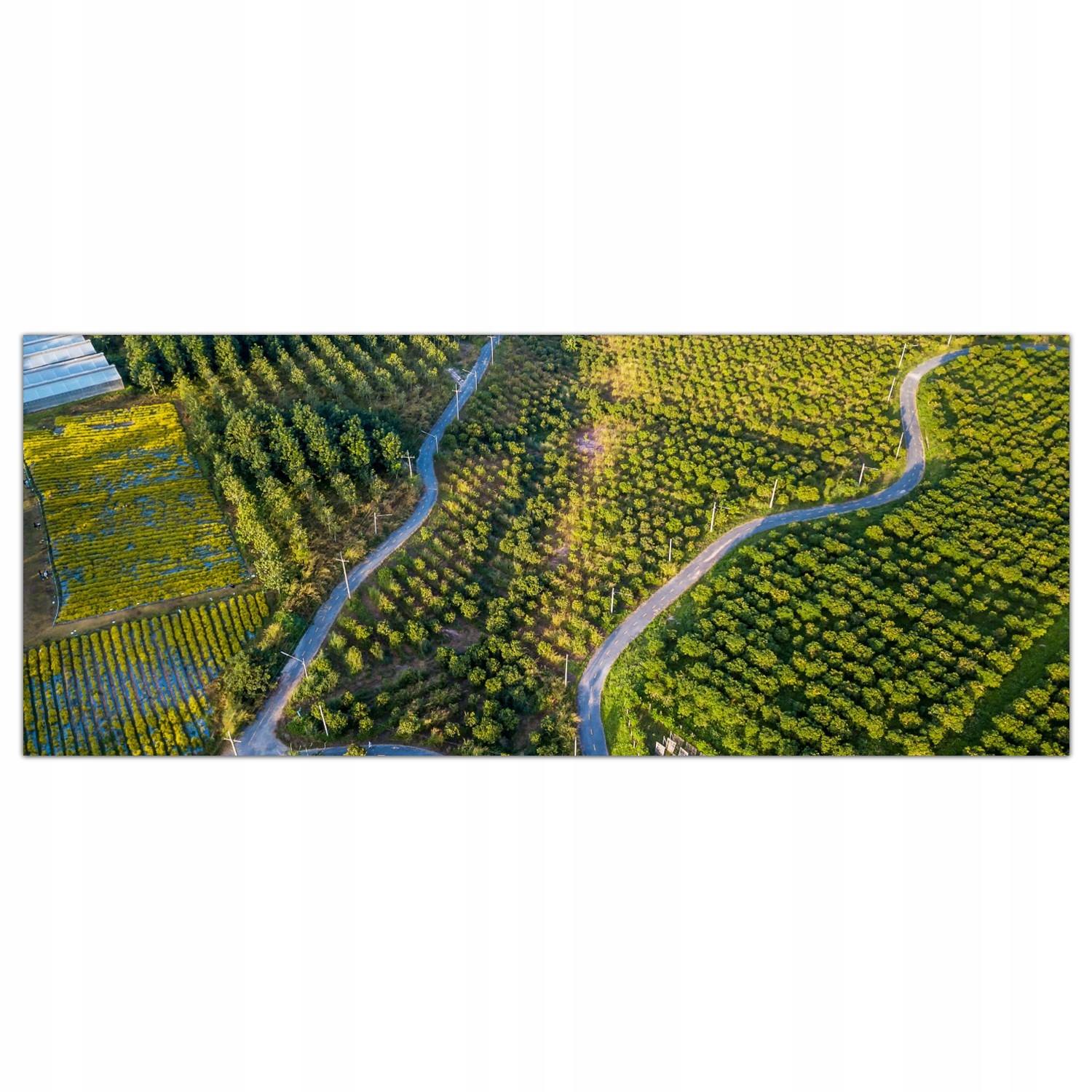 

Obraz na szkle Foto Droga Drzewa Las Natura 125x50