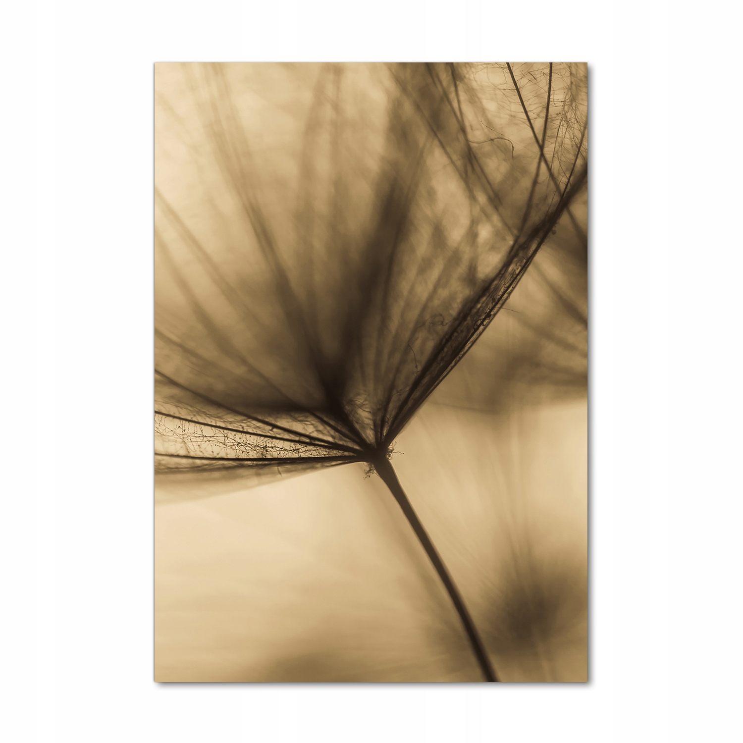 

Foto obraz na szkle Nasiono dmuchawca 70x100 cm