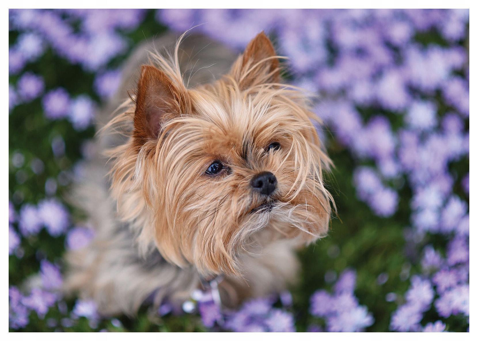Vliesová fototapeta Pejsek s fialovými květy, portrét 312x219 lepidlo