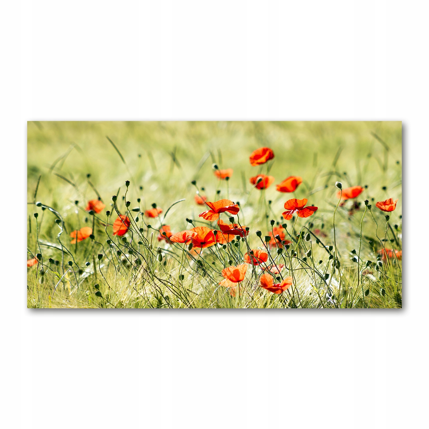 

Foto-obraz akrylowy na ścianę dużyMaki 120X60 cm