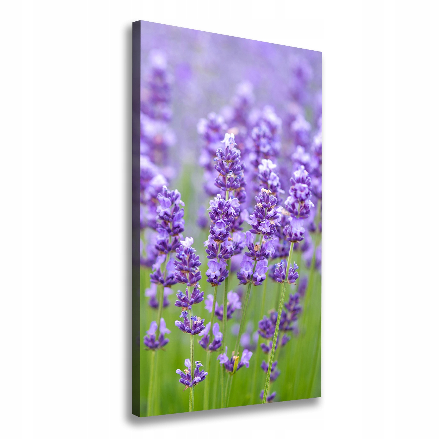 

Foto obraz canvas do salonu Pole lawendy 60x120