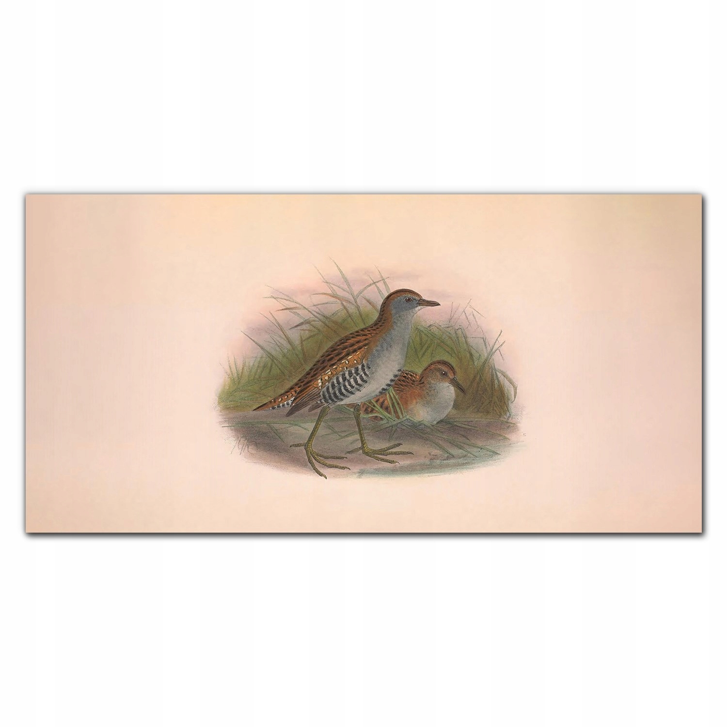 

Fotoobraz akryl na ścianę 120x60 Ptaki zwierzęta