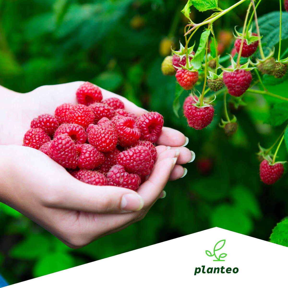 BIO NAWÓZ NATURALNY PŁYN SMACZNE OWOCE POD DRZEWKA OWOCOWE PLANTEO 5L Forma płyn