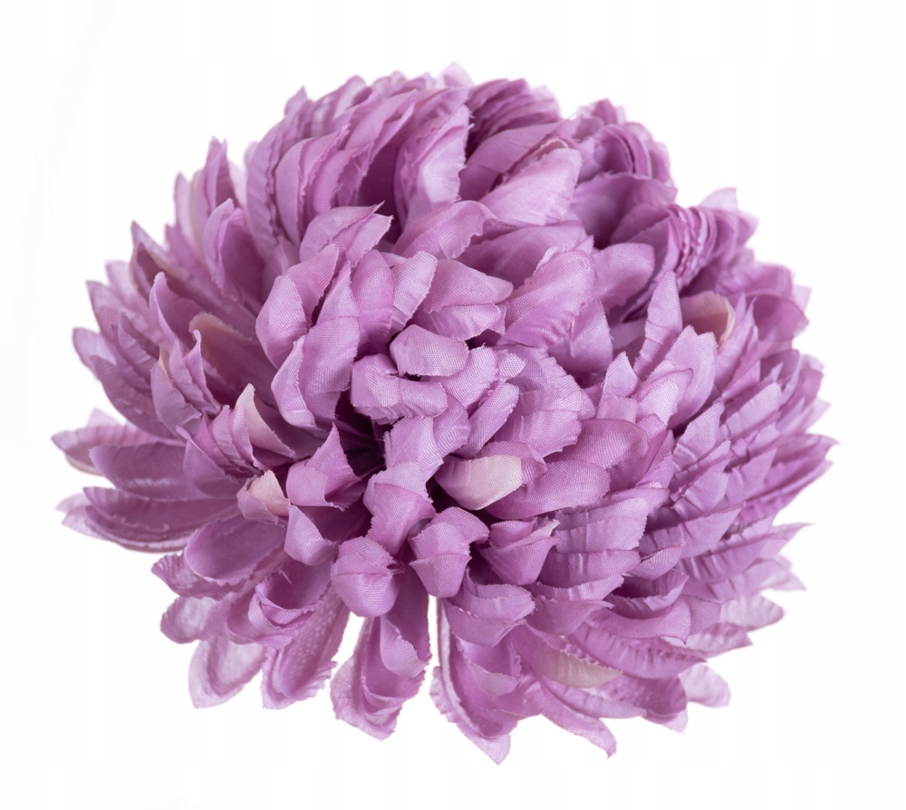 

Chryzantema ananas lawendowa do wiązanek bukietów