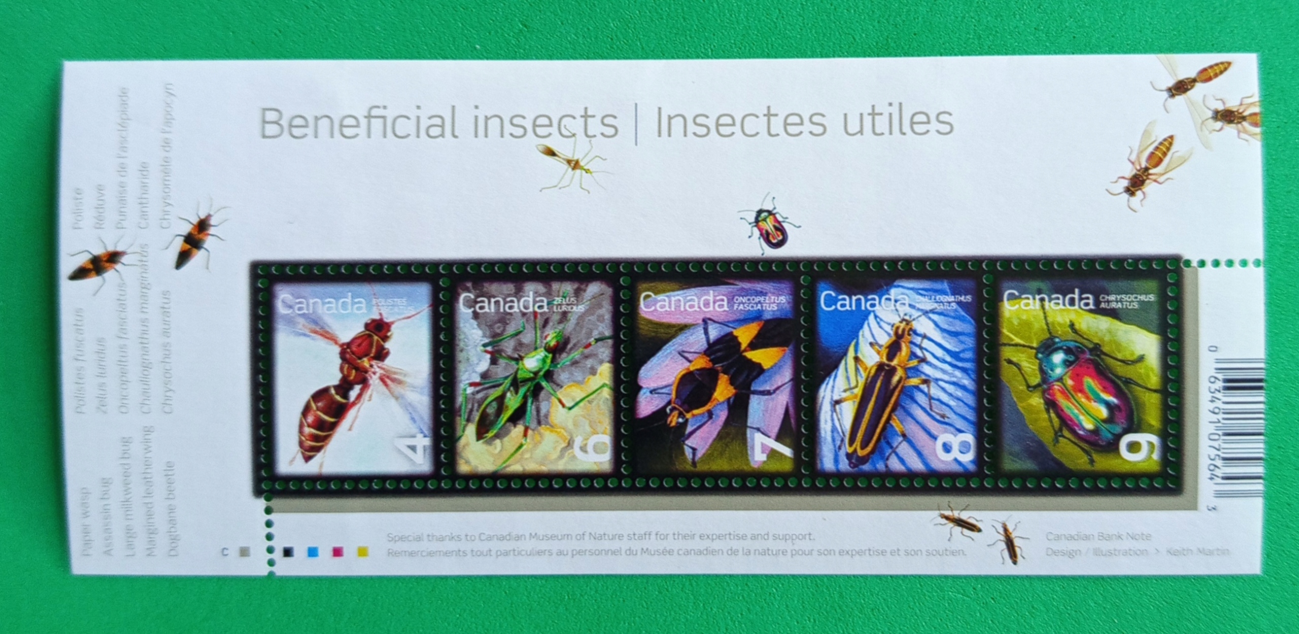 Owady R904 Kanada czyste.