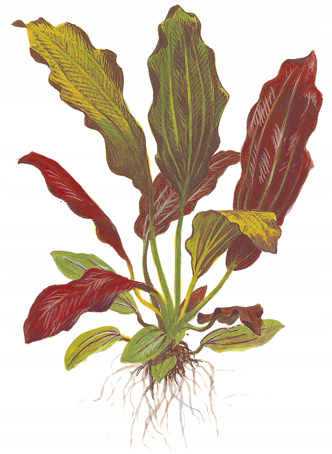 Echinodorus Barthii TROPICA (koszyk)